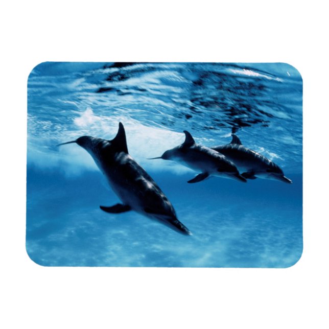 Trio of Dolphins Magnet (Horizontal)