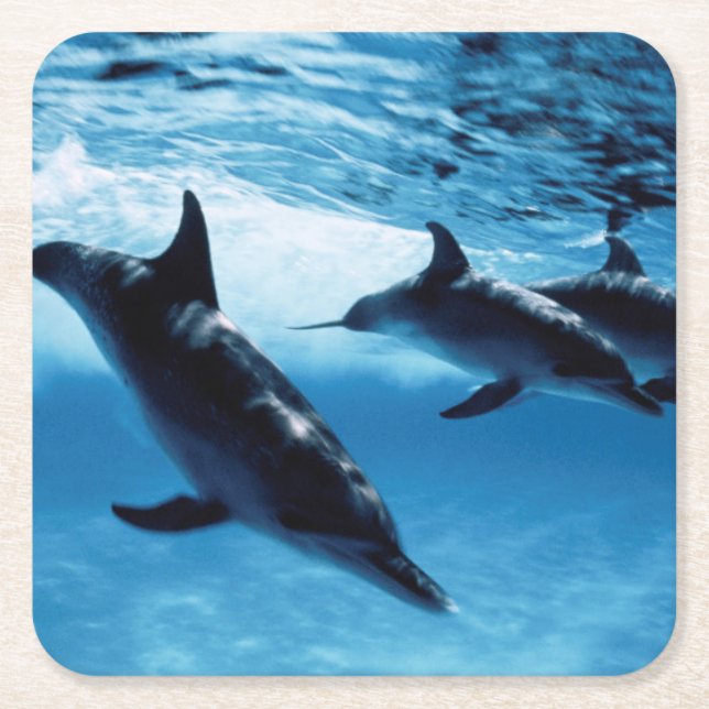 Trio of Dolphins Square Paper Coaster (Front)