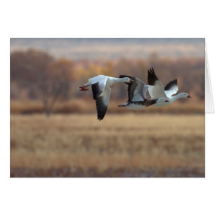 Trio Of Geese