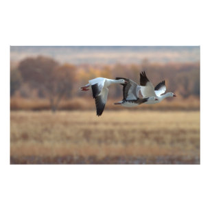 Trio Of Geese Photo Print