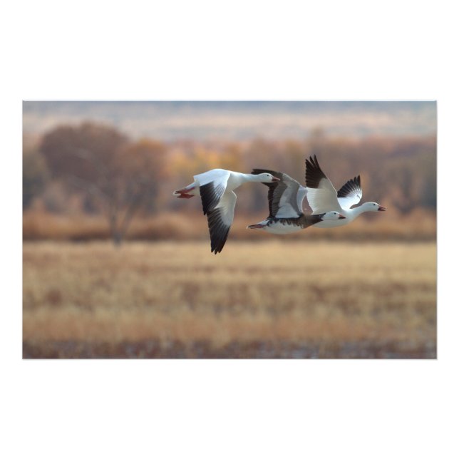 Trio Of Geese Photo Print (Front)