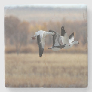 Trio Of Geese Stone Coaster