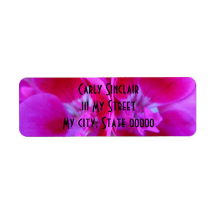 Trio of Hot Pink Geraniums