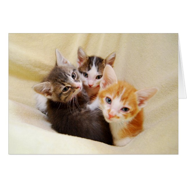 Trio of Kittens (Front Horizontal)