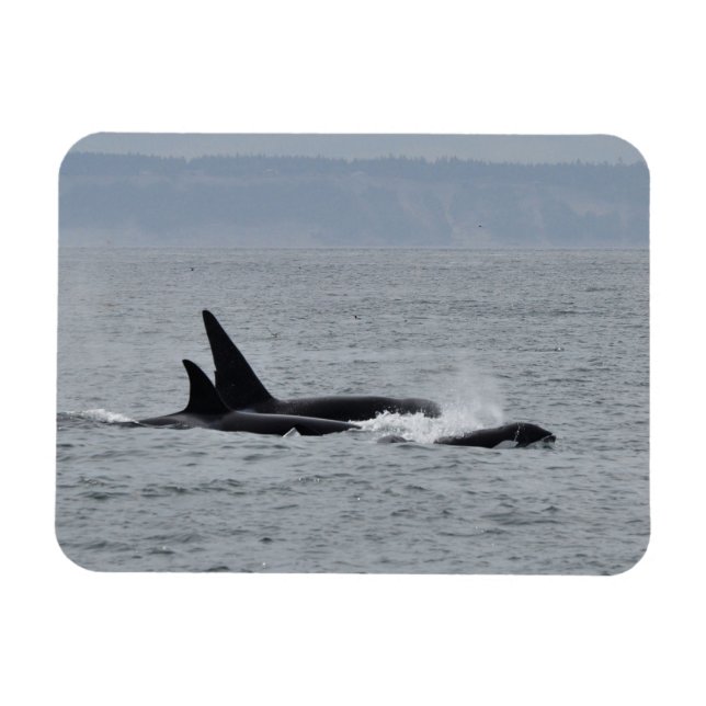 Trio of Orca Whales Magnet (Horizontal)