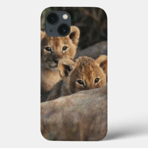 Trio of six week old Lion cubs sitting iPhone 13 Case