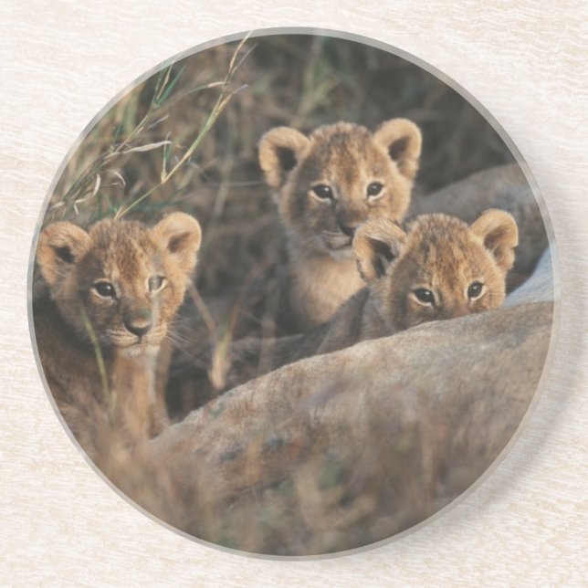 Trio of six week old Lion cubs sitting Coaster (Front)