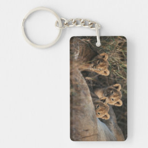 Trio of six week old Lion cubs sitting Key Ring