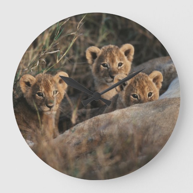 Trio of six week old Lion cubs sitting Large Clock (Front)