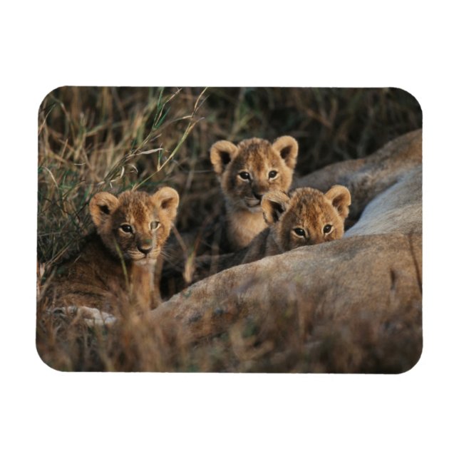 Trio of six week old Lion cubs sitting Magnet (Horizontal)