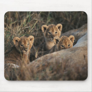 Trio of six week old Lion cubs sitting Mouse Mat