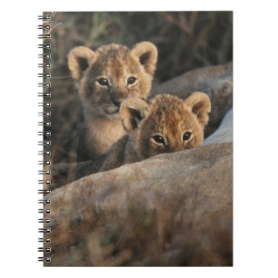Trio of six week old Lion cubs sitting Notebook