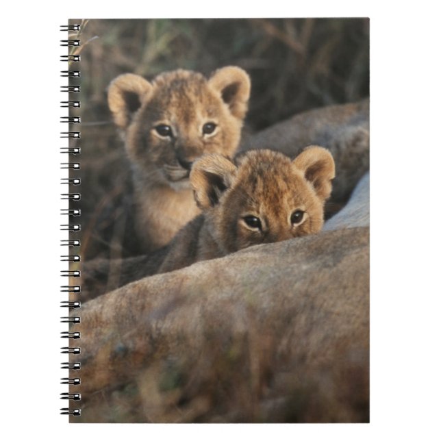 Trio of six week old Lion cubs sitting Notebook (Front)