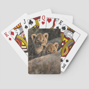 Trio of six week old Lion cubs sitting Playing Cards