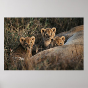 Trio of six week old Lion cubs sitting Poster