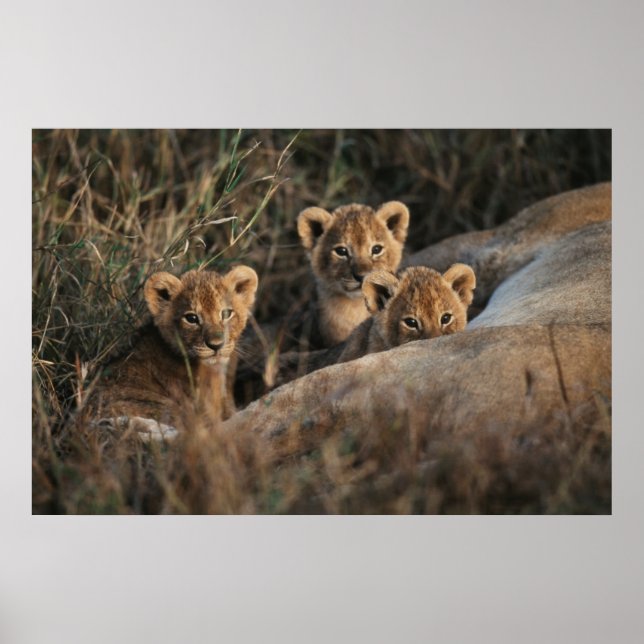 Trio of six week old Lion cubs sitting Poster (Front)