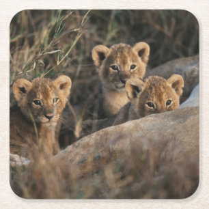 Trio of six week old Lion cubs sitting Square Paper Coaster