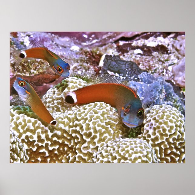 Trio of Tail Spot Blennies Poster (Front)