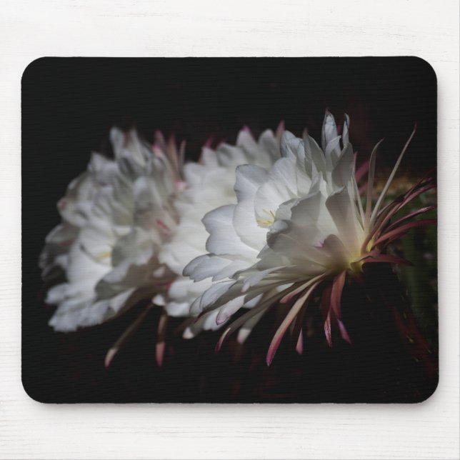 Trio of White Cactus flowers Mouse Mat (Front)