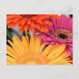 Trio Postcard