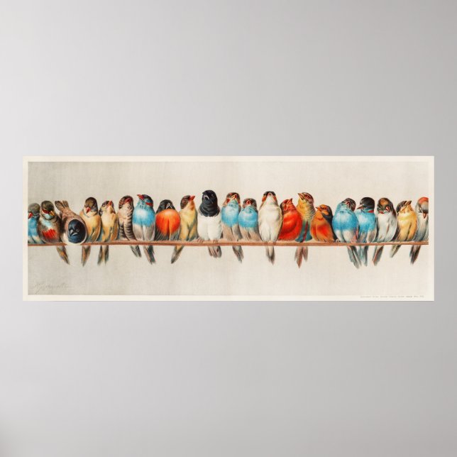 Tripical colourful Birds on a branch Poster (Front)