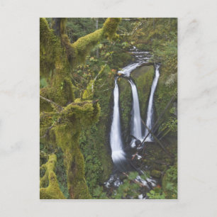 Triple Falls, Columbia River Gorge Postcard