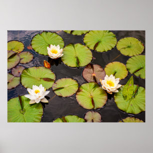 Triple Lotus & Lily Pad Pattern Poster