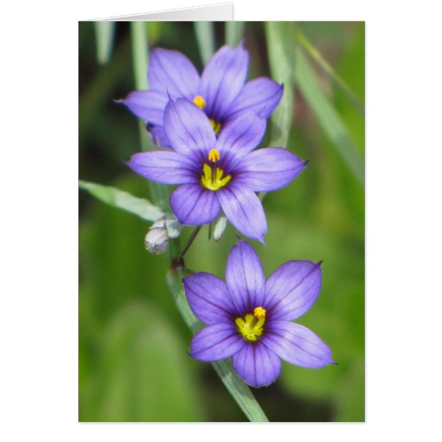 Triple Purple (Front)