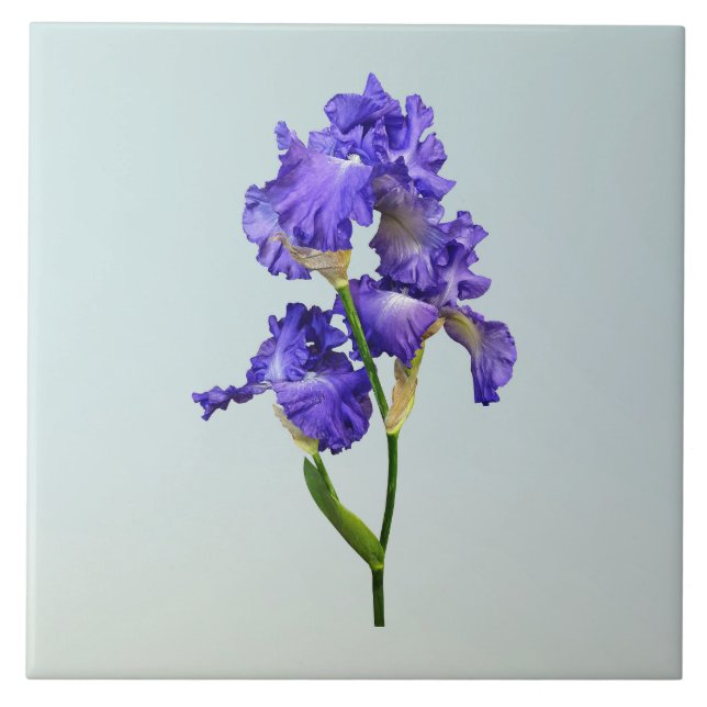 Triple Purple Iris Tile (Front)