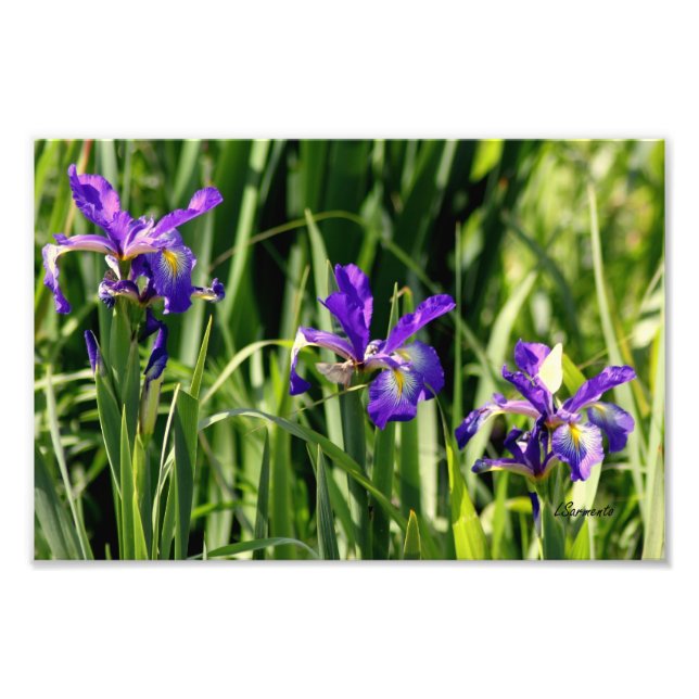 Triple purple  irises photo art (Front)