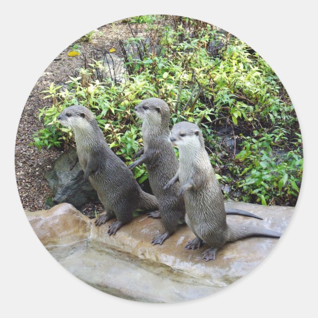 **"Triple Trouble: The Adventures of Otter Triplet Classic Round Sticker (Front)