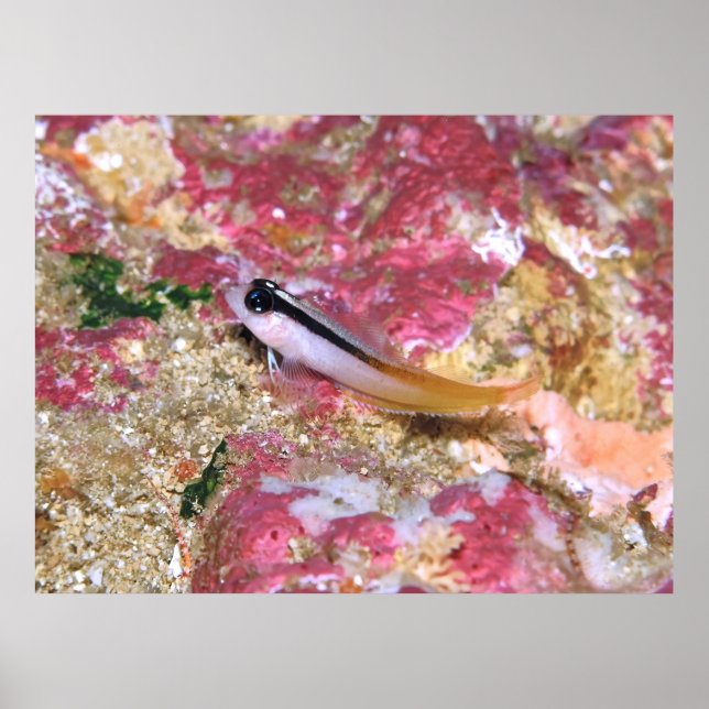 Triplefin Poster (Front)