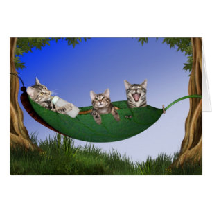 Triplet kitties