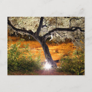 Trippy Oak Tree Postcard