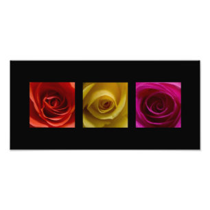 Triptych Roses orange yellow pink Panoramic Photo Print