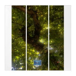Triptych Wh.(Sun Green Tree 2)RFPMDesigns©️2021/24