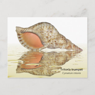 Triton seashell postcard