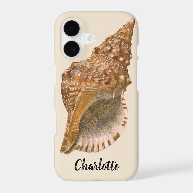 Triton Seashell Shell, Vintage Marine Ocean Animal (Back)