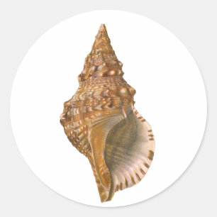 Triton Seashell Shell, Vintage Marine Ocean Animal Classic Round Sticker