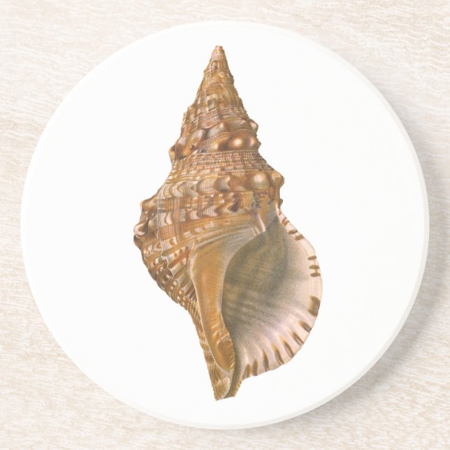 Triton Seashell Shell, Vintage Marine Ocean Animal Coaster (Front)