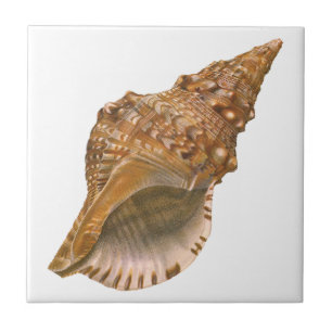 Triton Seashell Shell, Vintage Marine Ocean Animal Tile