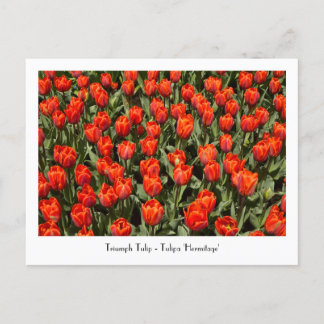 TRIUMPH TULIP Tulipa 'Hermitage' Postcard
