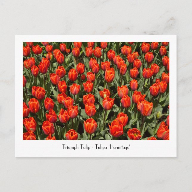 TRIUMPH TULIP Tulipa 'Hermitage' Postcard (Front)