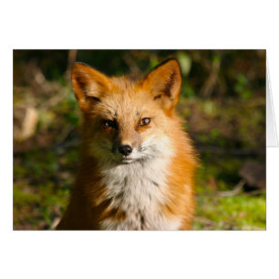 Trixie the fox