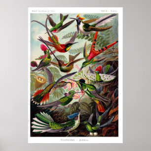 Trochilidae (Hummingbird) Poster