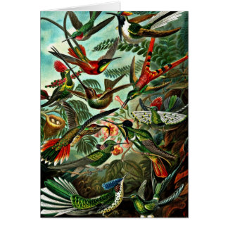 Trochilidae - Hummingbirds