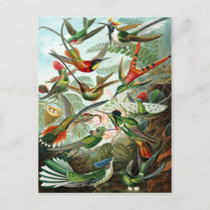 Trochilidae Hummingbirds, Ernst Haeckel Postcard