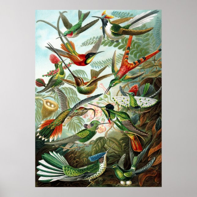 Trochilidae Hummingbirds, Ernst Haeckel Poster (Front)