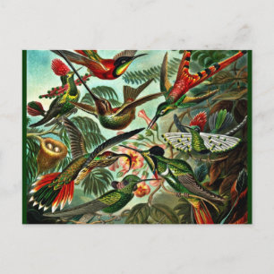 Trochilidae - Hummingbirds Postcard