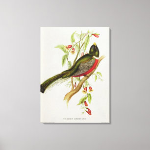 Trogon Ambiguus Canvas Print